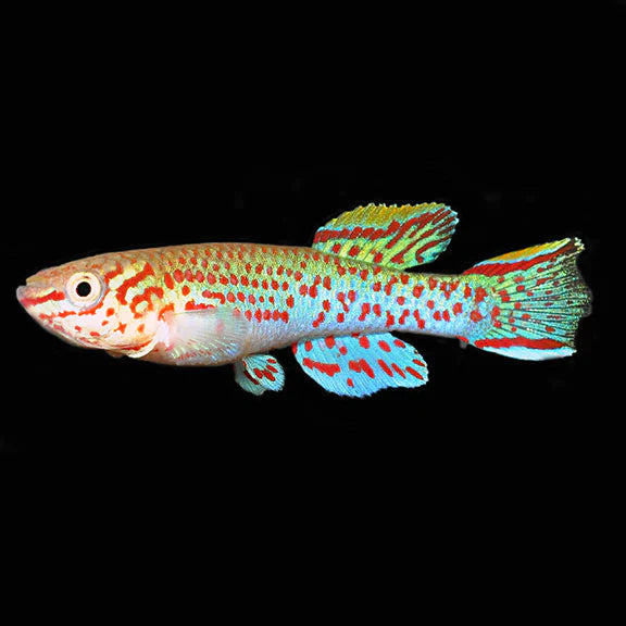 Gardneri Killifish