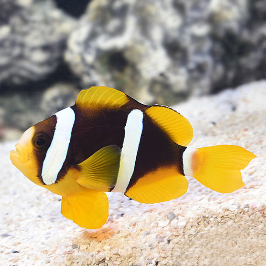 Clarkii Clownfish Tank Raised