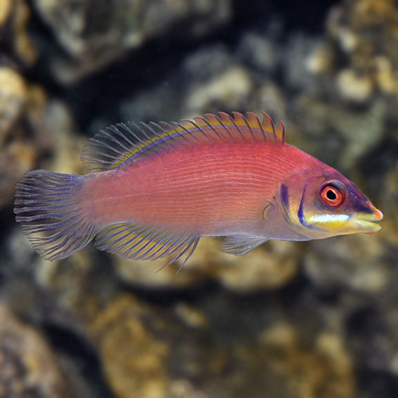 Scarlet Wrasse