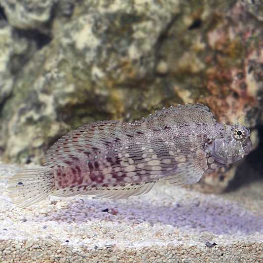 Lawnmower Blenny (Sailfin)