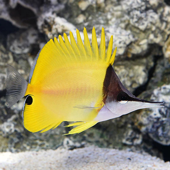 Longnose Yellow Butterflyfish