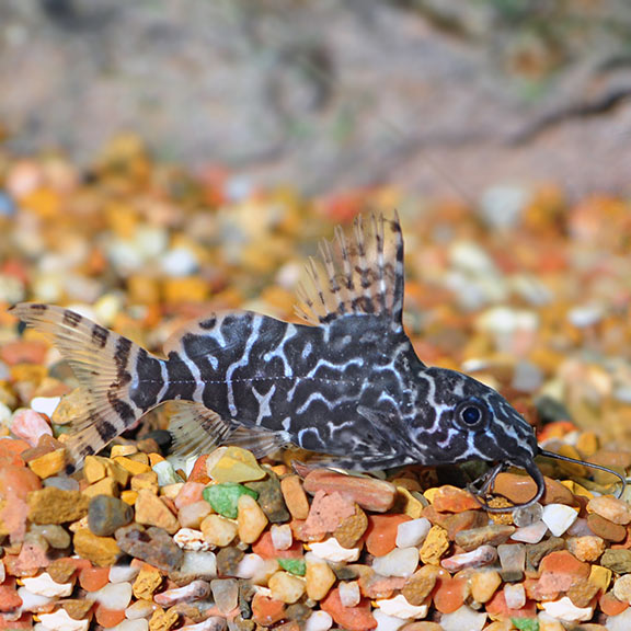 Synodontis Lace Catfish