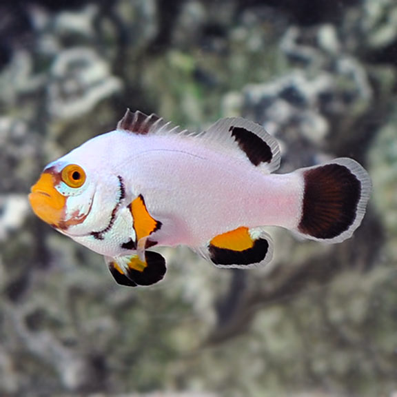 Platinum Clownfish - Tank Bred