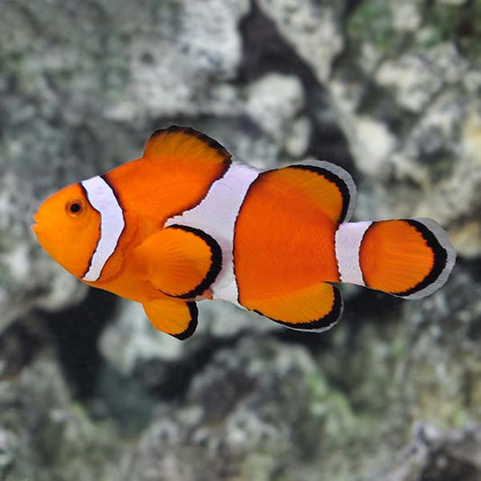 Ocellaris Clownfish Tank Raised