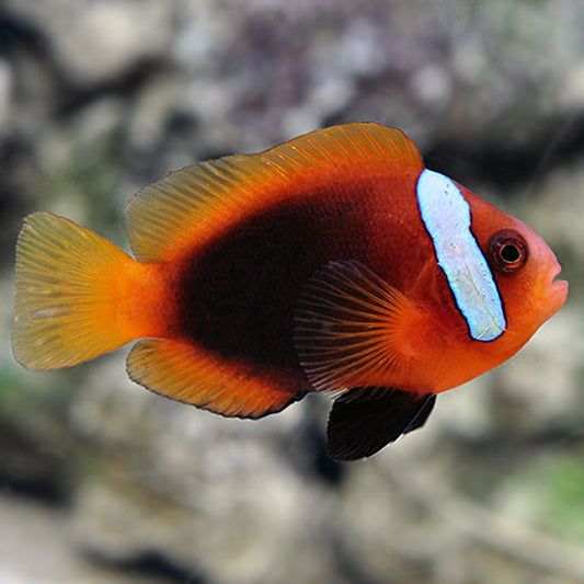 Cinnamon Clownfish Tank Raised