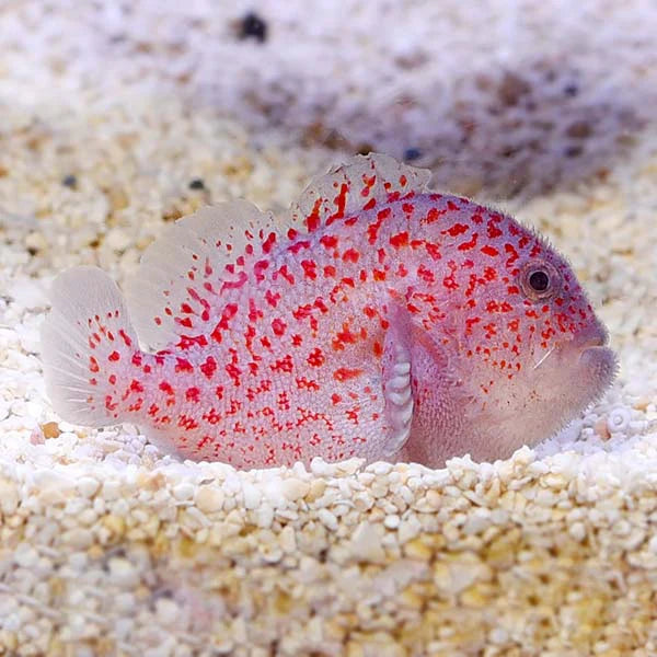 Gumdrop Coral Croucher