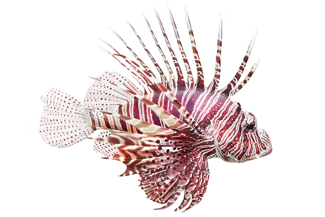 Red Volitan Lionfish