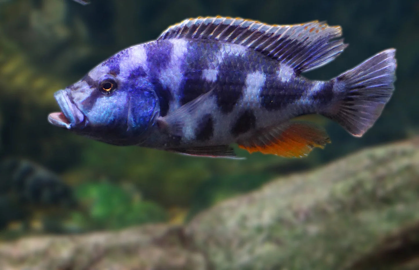 Cichlid - Livingstonii Hap