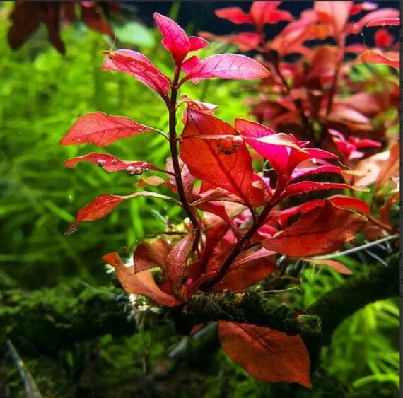 HydrOasis™ Ludwigia Dark Red Submerged Potted