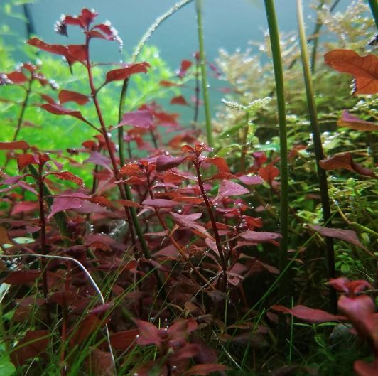 Ludwigia Super Red Mini - Potted