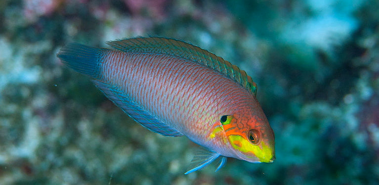 Moyers Leopard Wrasse