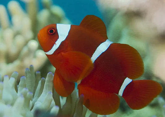 White Stripe Maroon Clownfish Tank Raised