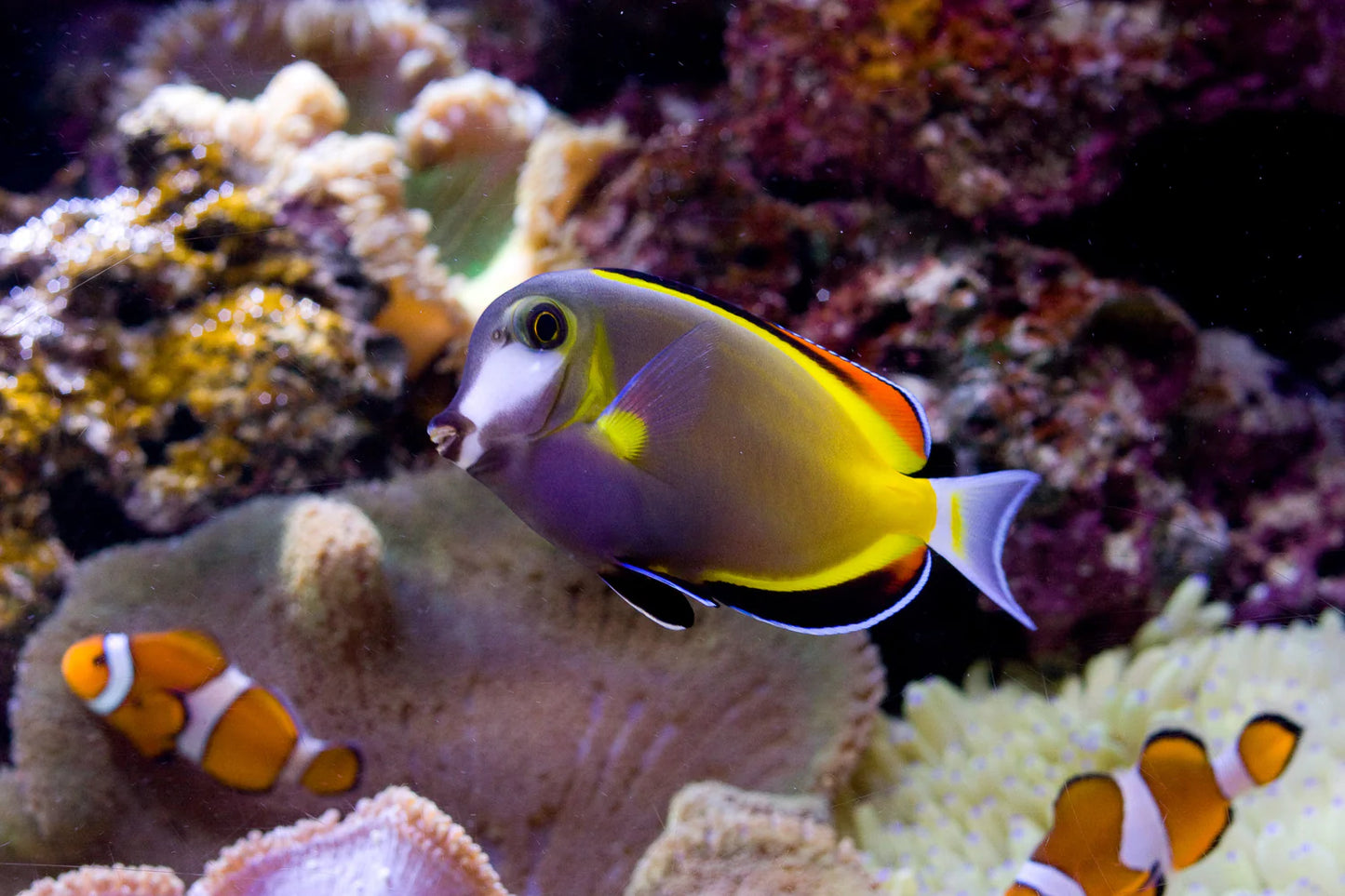 Powder Brown Tang