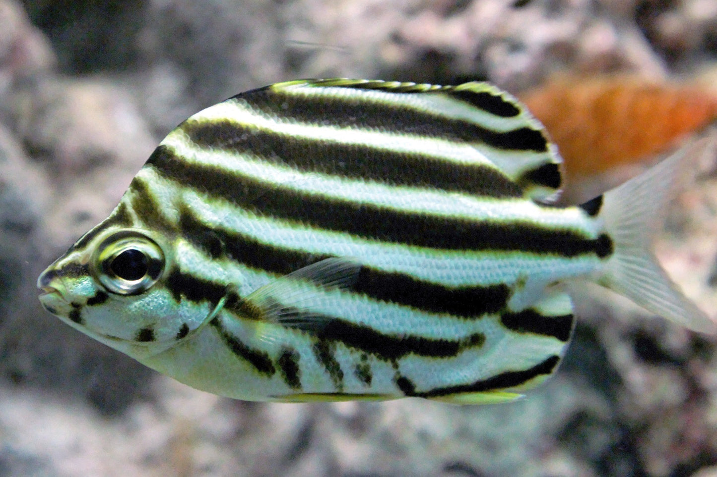 Australian Stripey