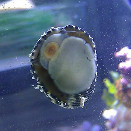 Marine Nerite Snail