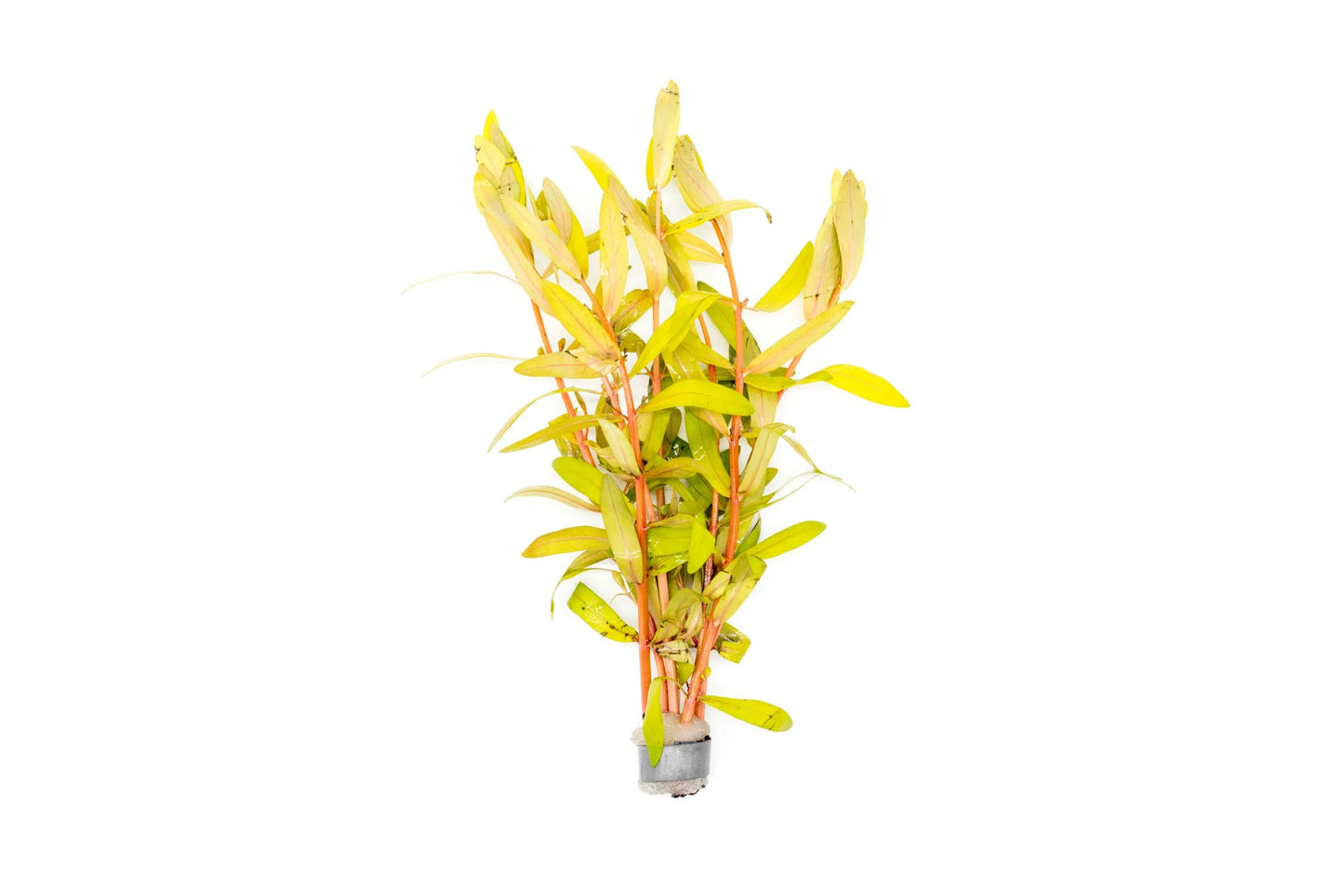 Nesaea Gold - Potted