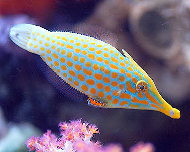 Orange Spotted Filefish