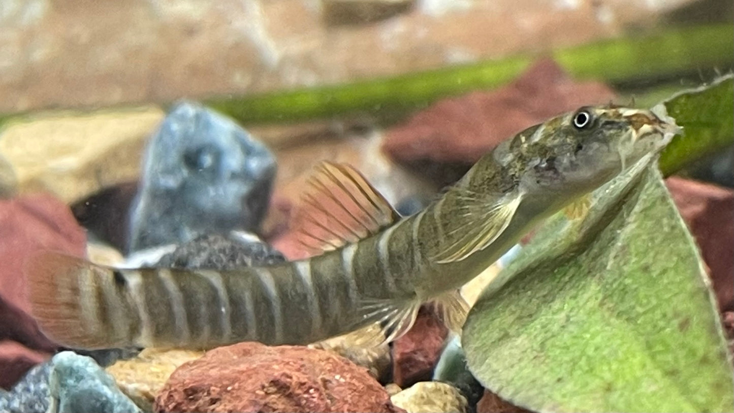 Redtailed Sand Loach
