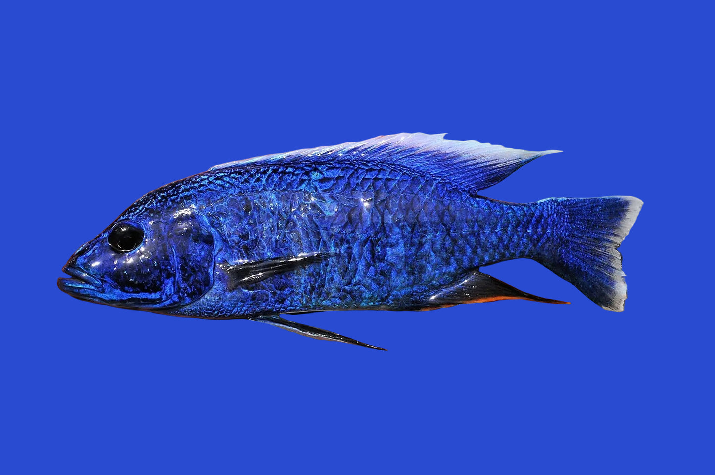 Cichlid - Electric Blue Ahli