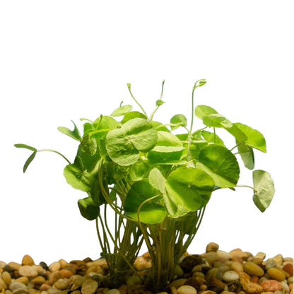 Brazilian Pennywort - Potted - 🟢 EASY