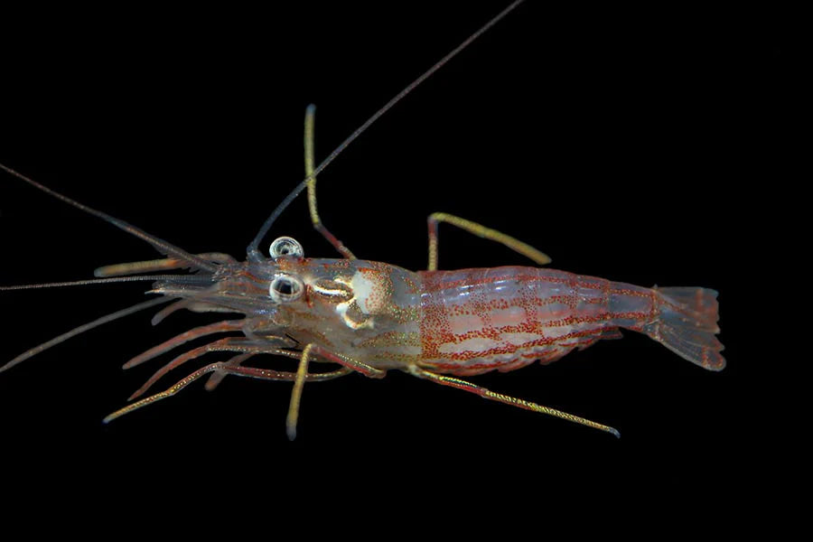 Aiptasia Eating Peppermint Shrimp