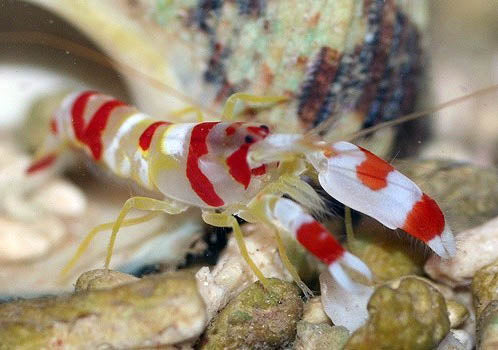 Randall's Red & White Pistol Shrimp