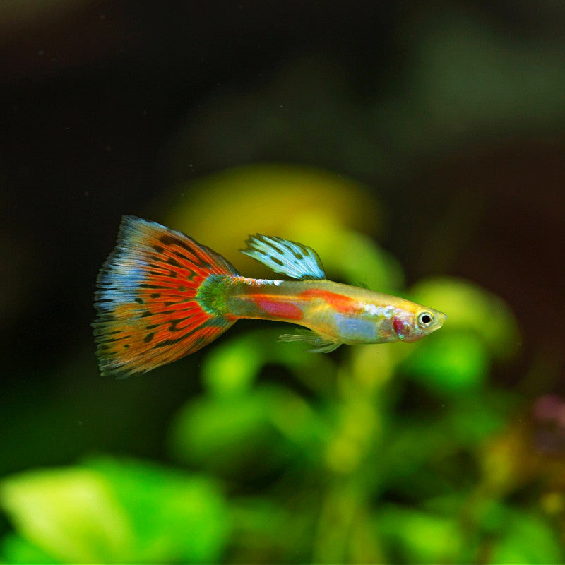 Pigeon Blood Guppy