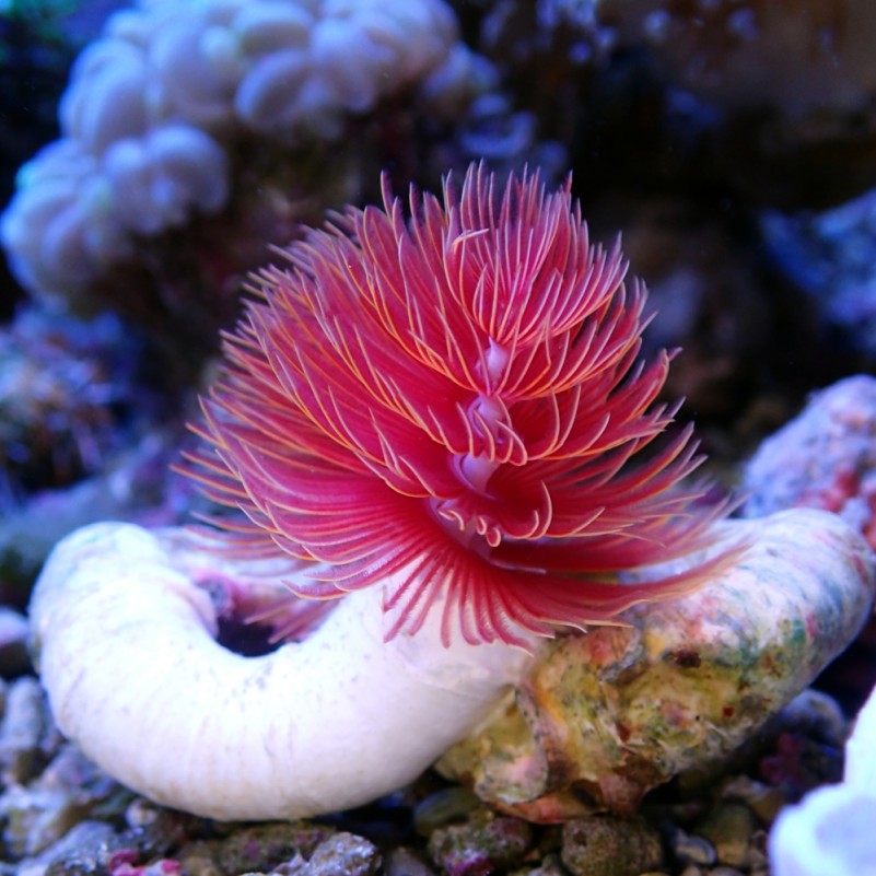 Red and White Coco Worm Feather Duster