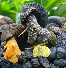 Rabbit Snail