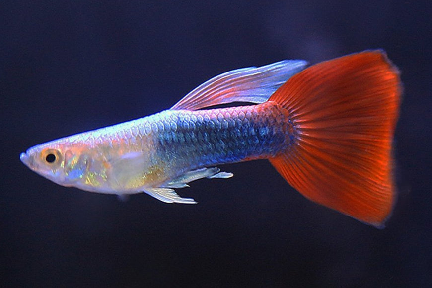 Guppy - Mixed Colors