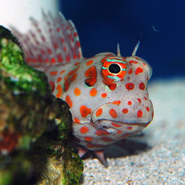 Red Spot Blenny