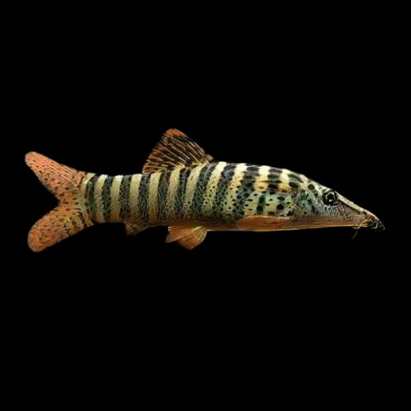 Redfin Tiger Loach