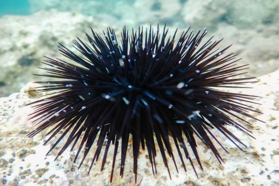 Black Rock Urchin