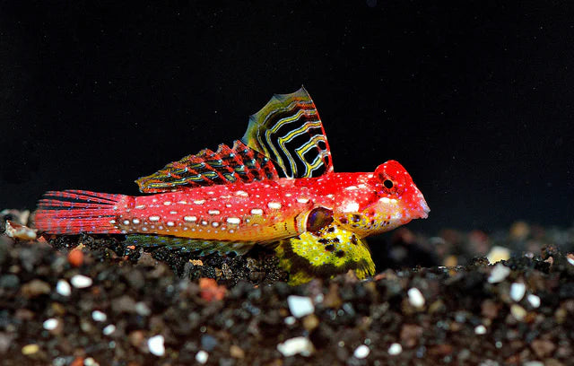 Ruby Dragonet