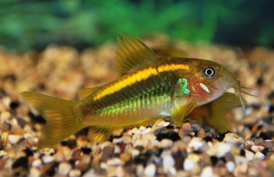 Orange Neon Corydoras