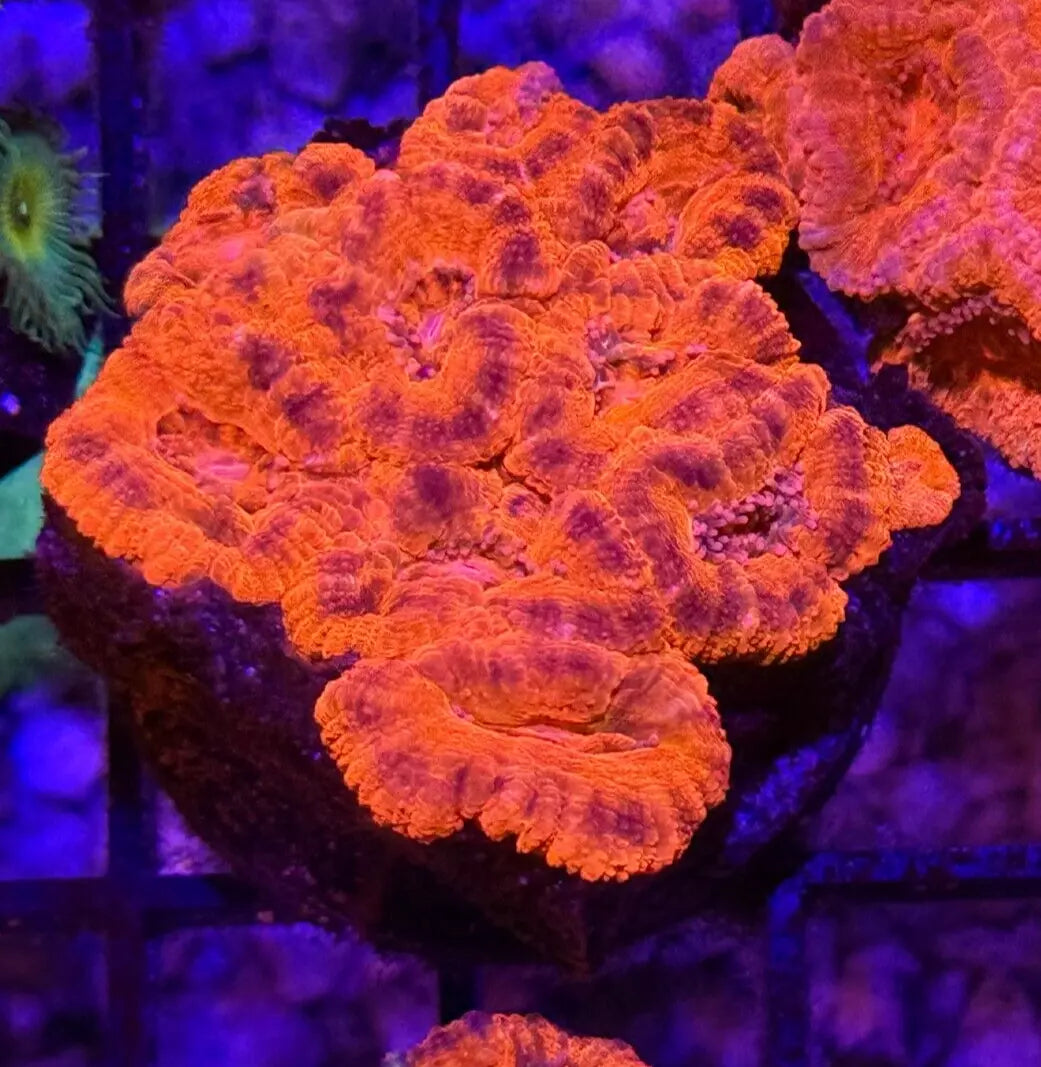 WYSIWYG, Red Acan Colony- Ultra- approx. 2x2"