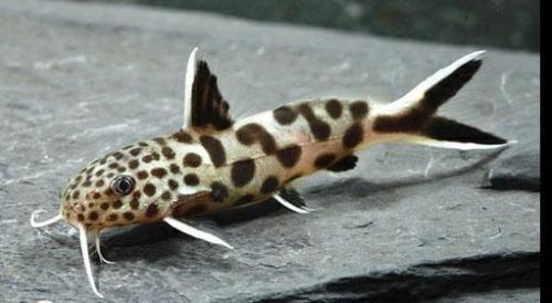 Dwarf Petricola Catfish