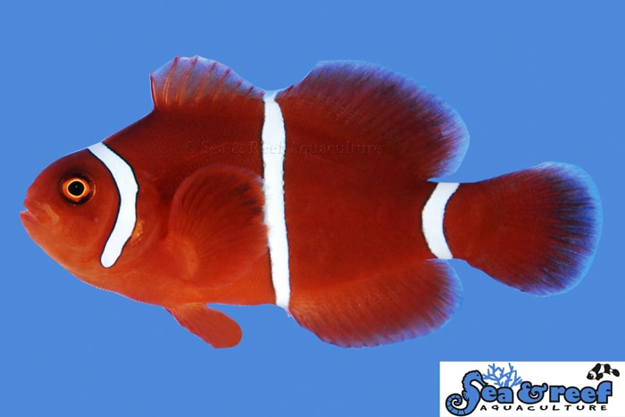 White Stripe Maroon Clownfish Tank Raised