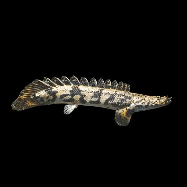 Endlicheri Polypterus Saddled Bichir - Tank Raised