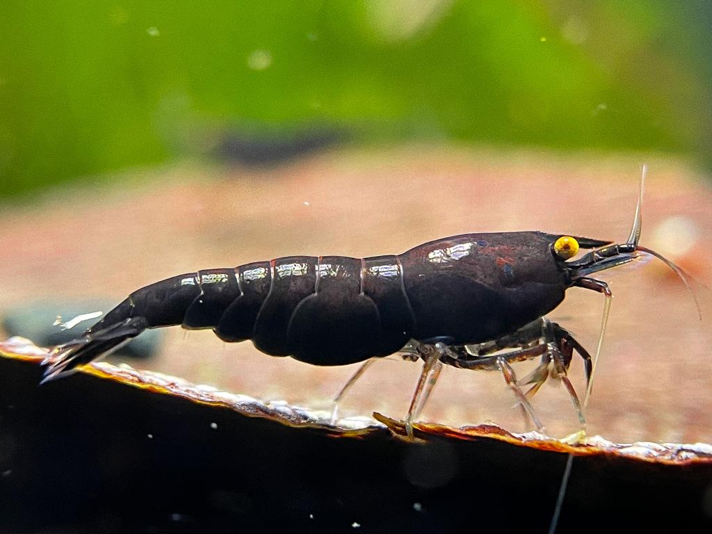 Black Shrimp