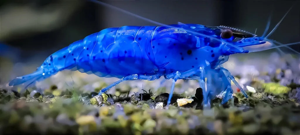 Blue Dream Shrimp - Locally Bred