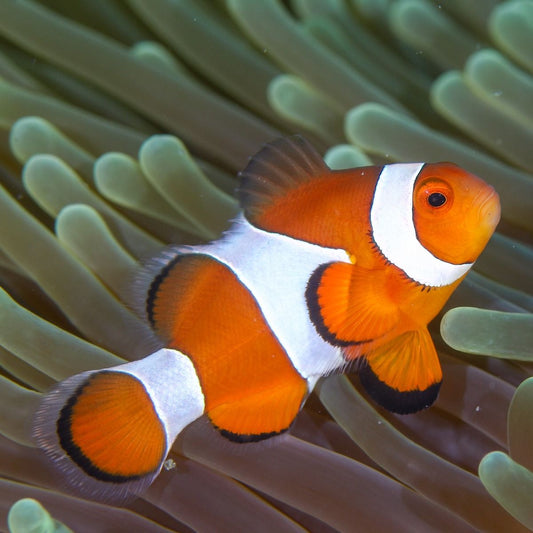 True Percula Clownfish Tank Raised