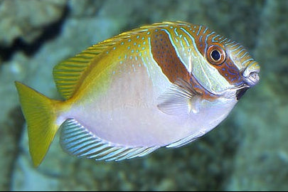 Double Bar Rabbitfish