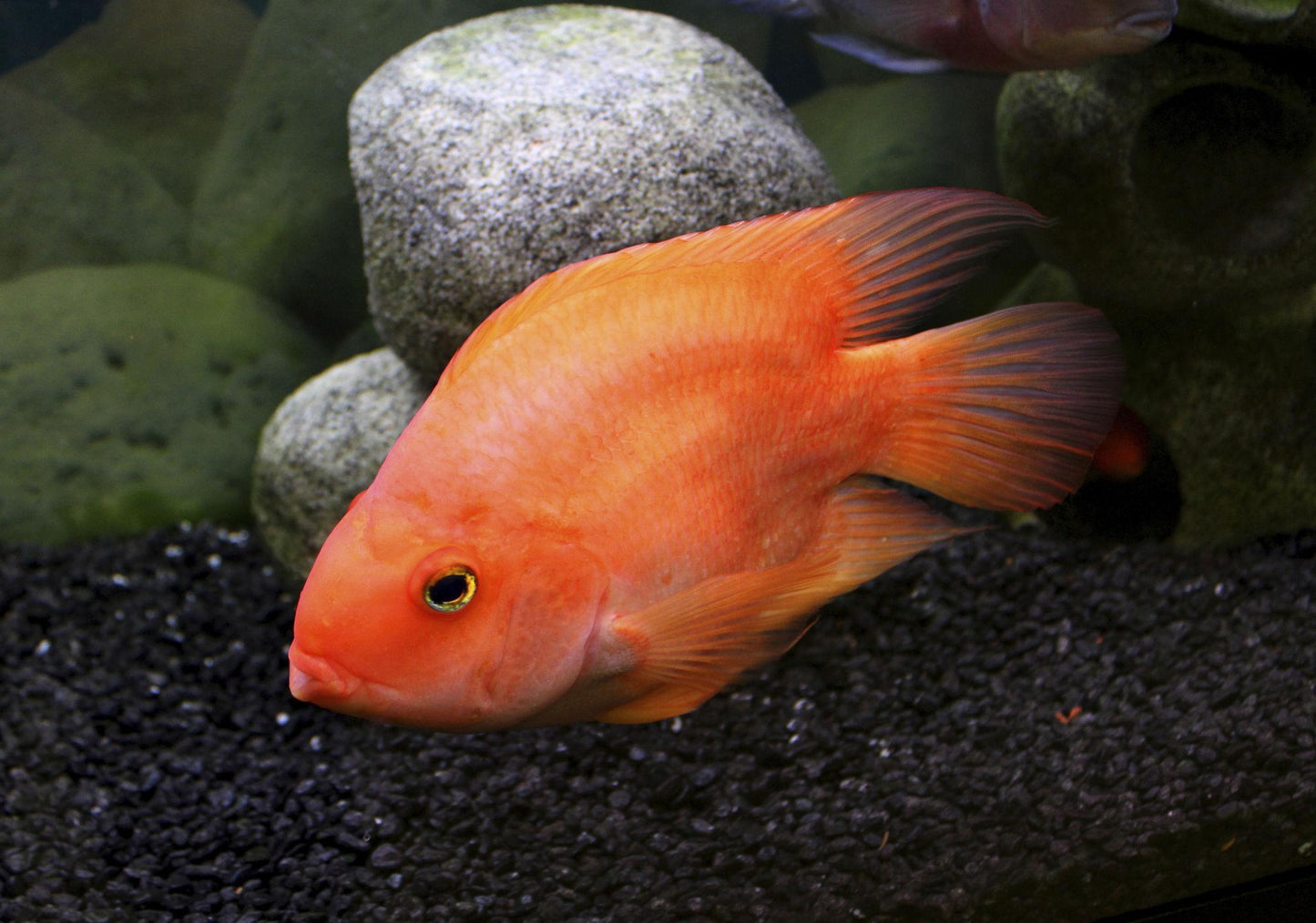 Cichlid - Blood Parrot