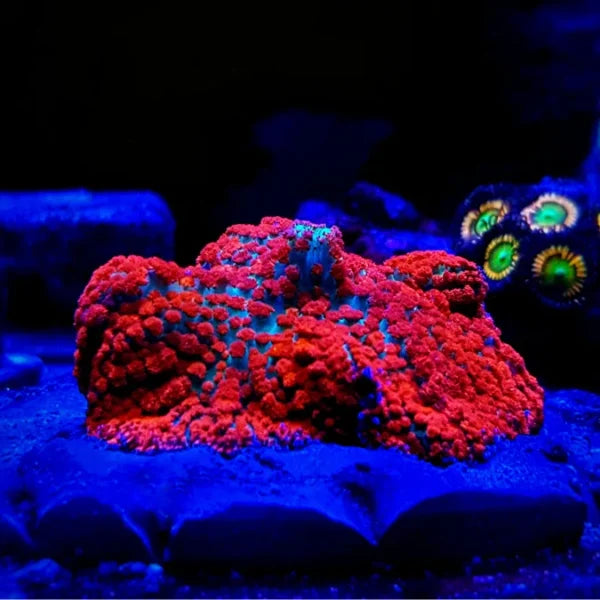 Red St. Thomas Mushroom - Assorted