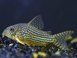 Sterbai Corydoras