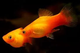 Sunburst Platy