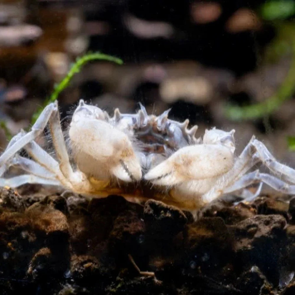 Thai Micro Crab