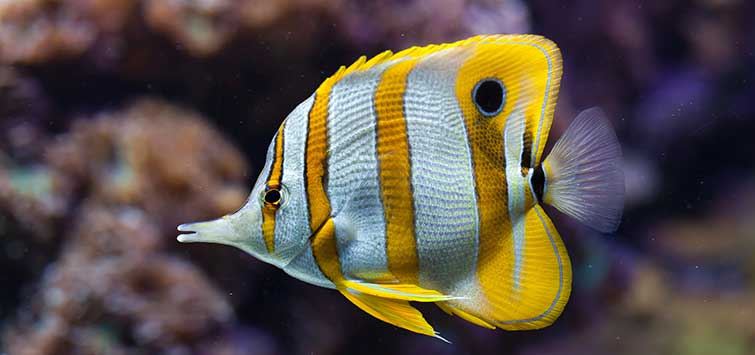 Copperband Butterflyfish