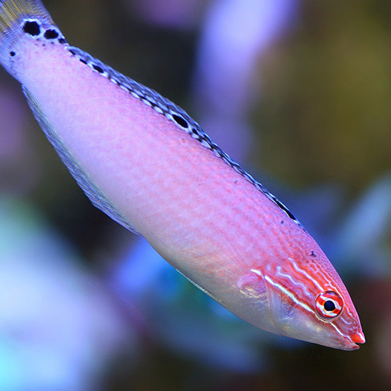 Triplespot Wrasse